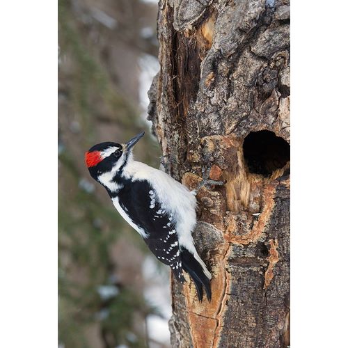 Hairy Woodpecker-winter survivor